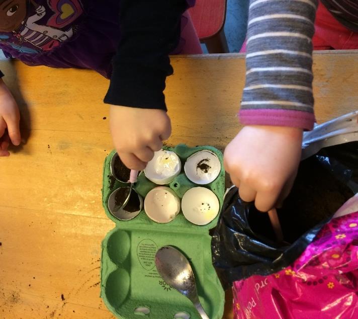 eggeskallet. Vi har i ettertid fulgt med på utviklingen og sett tomatplantene vokse, og paprikaene har så vidt begynt å spire.