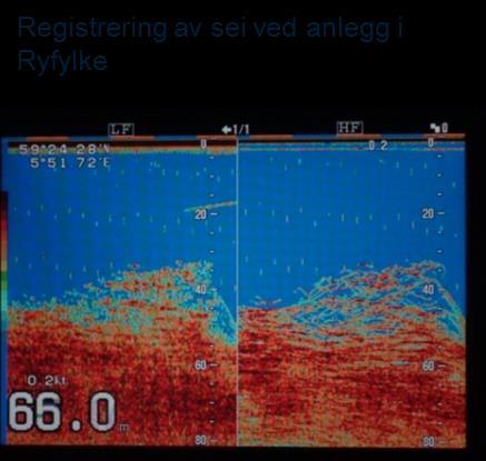 Fisk rundt anlegg.