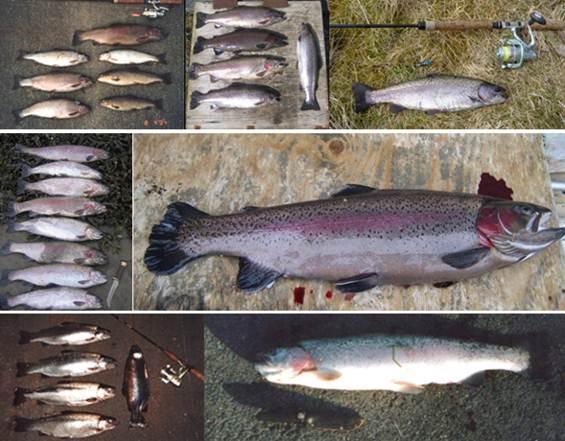 Figur 64. Fangstdokumentasjon fra Hundvatnet, der hvert bilde er uavhengige fangster gjort av sportsfiskere i perioden 2001-2006.