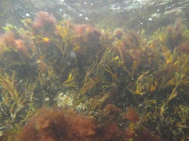 Det var generelt svært lite alger nedover i dypet og nedre voksegrense lå på 6 meter som i 2013 og 2015.