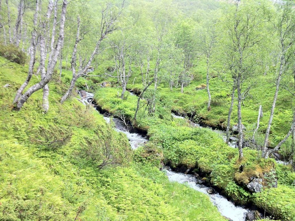 Figur 10. Midtre del av elva. Bjørkeskogen går opp til 360 moh. Foto: Geir Arnesen. Ovenfor områdene med granplantefelt er det nordboreal blåbærskog. Skogen er åpent tresatt av bjørk og einerbusker.