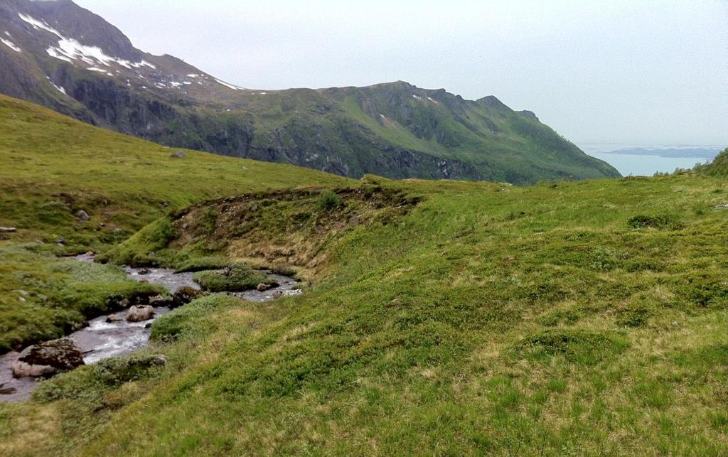 Figur 11. Treløs vegetasjon på ca. 380 moh. Ned mot elva sees partier med lesidevegetasjon. Foto: Geir Arnesen. 6.4.