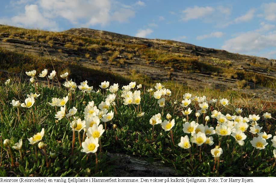 På Nordre Sørøya finnes kalkrik fjellgrunn i området Vassviknæringen, Kjøttvikfjellet og Tarhalsen. Området blir tidlig snøfritt og domineres av artsrike plantesamfunne bla. reinrosehei.