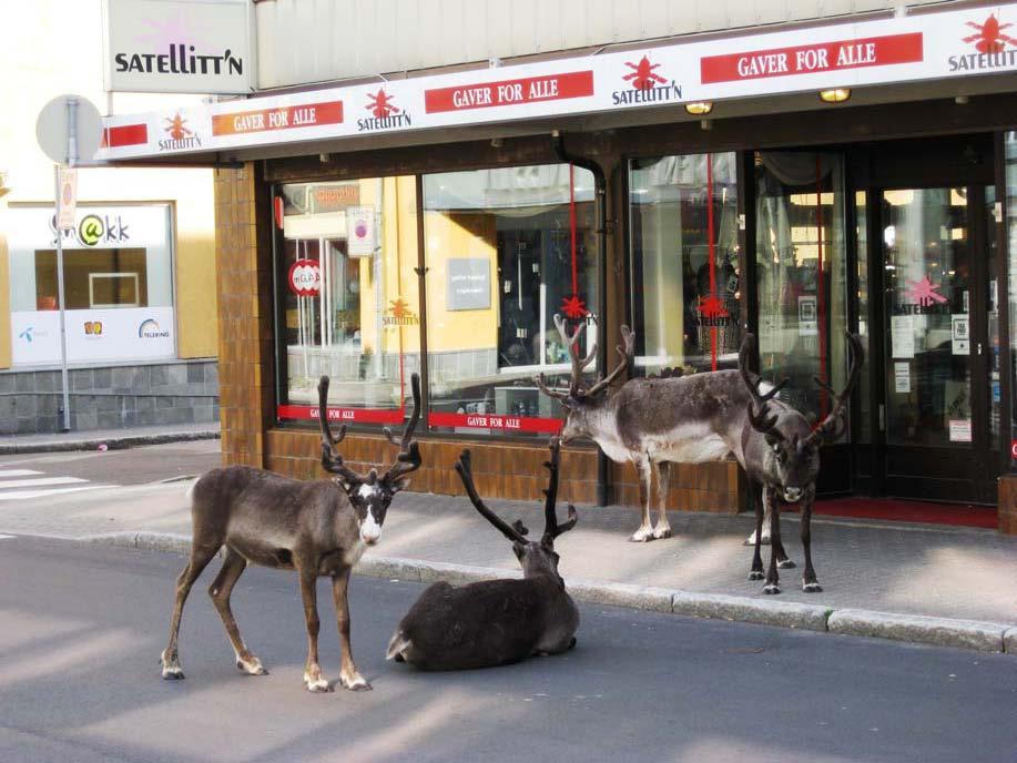 11. Våre ville venner Tidlig