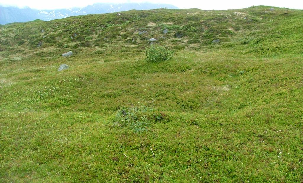 Figur 5. Tufte fra tidlig metalltid på Gåshopen. Tuften vises som en kvadratisk forsenkning i terrenget med godt avtegnede voller rundt. Foto: Ø. Sundquist 4-2.