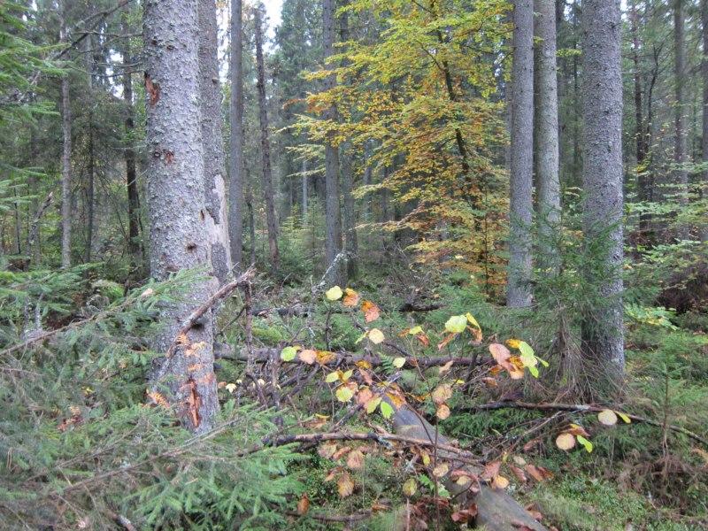 Bilder fra området Lunde skog Kant