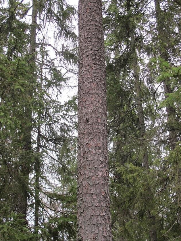 Kun et fåtall spredte funn av indikator- og rødlistearter for gammel gran- og furuskog finnes, som svartsonekjuke (NT), hyllekjuke og granrustkjuke.