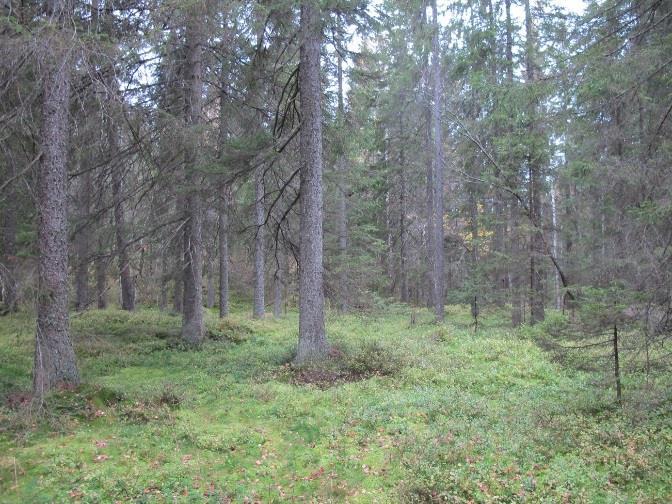 høyere, men det er egentlig kun i lokalitetene Ryggebekken og Ryggevann nordre sør at det er en del dødved.