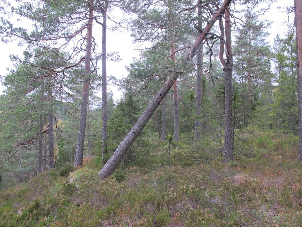 Trærne i furuskogen er generelt en del eldre og det er ikke helt uvanlig at trærne har noe grove greiner, litt vridde stammer og flate kroner, men trolig er det få trær som er eldre enn 250 år.