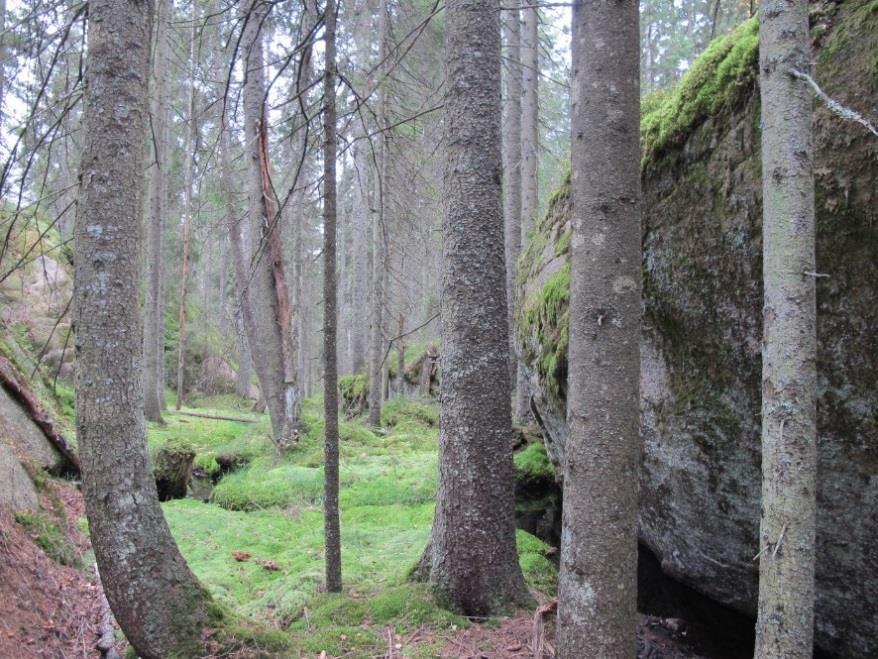 Figur 4. Fra naturtypelokaliteten og avgrensning av lokaliteten til høyre.