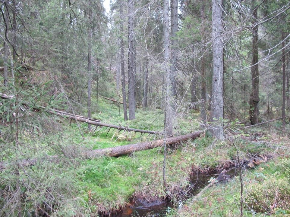 Figur 5. Fra nedre deler av lokaliteten og avgrensning av lokaliteten til høyre.