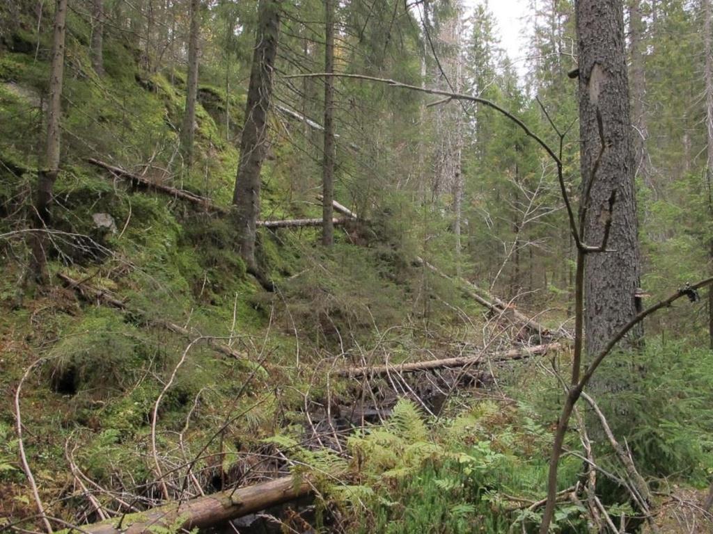 Skjøtsel og hensyn: Det er ingen behov for skjøtsel for å