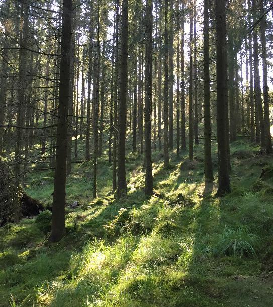 Kva er klimaskog? Føremål: 1. Binde CO2 2.