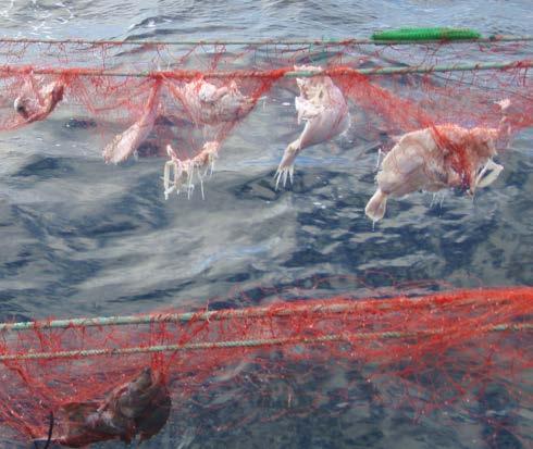 Foto:Salt Lofoten Tapte fiskeredskaper husk å melde fra! Fishing for litter Hver eneste dag settes og hales det et utrolig stort antall fiskeredskaper av fartøy i alle størrelser langs norskekysten.