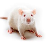 Spontaneously Hypertensive Rat (SHR) SHR rottene er foreløpig den beste dyremodellen for ADHD (Sagvolden & Johansen, 2012; Sagvolden, 2000).