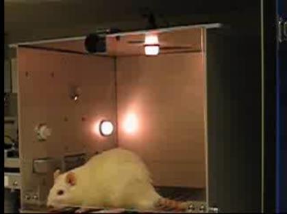, 2010) Med WKY rotter som kontroll viser SHR rotter lignende avvik fra normal atferd som ADHD barn gjør sammenlignet med kontroll.