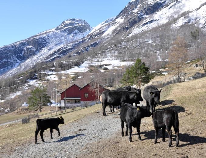 Lys framtid for kastratproduksjon? P.t. kun ca.