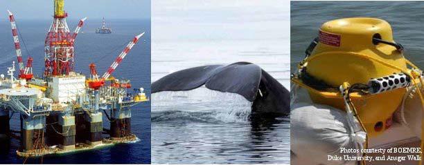 Eksempel fra seismiske undersøkelser Alaska (Chukchi Sea) 2010 link til rapport Sikkerhetsavstander til sjøpattedyr (hval, sel og hvalross) basert på lydnivå.