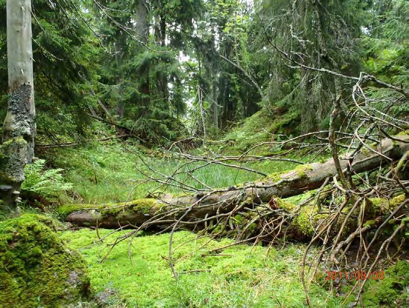 Kjerneområde Blekkevatn N med mye død ved av gran.