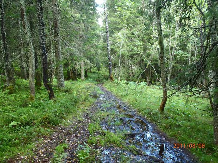 Bilder fra området Bilde fra Blåmerka sti nord for Tjæregrashøgda.