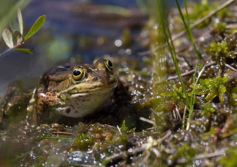 MILJØVERNAVDELINGEN Sluttrapport Damfrosk DAMFROSK Rana (Pelophylax) lessonae SLUTTRAPPORT FOR