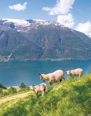 000 sunne og friske lam rett fra fjellbeite, engasjerte bønder som tar vare på dyra og kyndige hender på Sandeid som foredler produktene. Vi har besøkt bøndene på Brattespe i Hardanger.