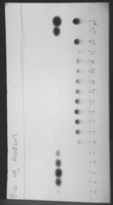 B TLC-plate for