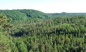 Kunnskap - bærekraft Norge har mye gammel skog Årlig avvirkning av tømmer: 11 mill m 3 Årlig tilvekst: 25 mill m 3 Mulig årlig