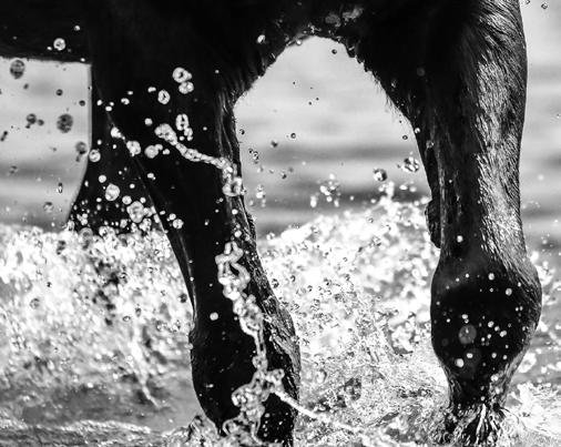 www.felleskjopet.no www.fkra.no/kraftfor/hest CHAMPION SPENST Champion Spenst er et fiberrikt fôr som bidrar til et sunt fordøyelsessystem hos hesten.