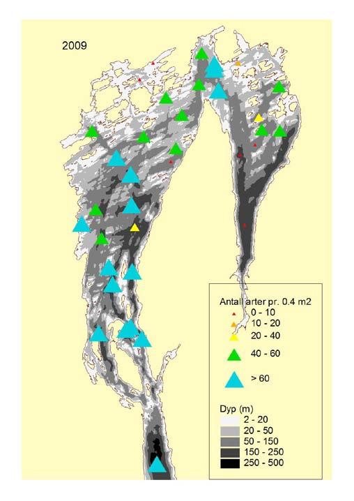 Figur 96. Oversikt over antall arter av bløtbunnsfauna observert pr 0,4 m 2 i ulike deler av Indre Oslofjord i 1993 og 2009. 3.9 Strandnottrekk 3.9.1 Torsk Fangstene med strandnot langs Skagerrak er nå på et historisk lavt nivå etter klar nedgang de siste 20 år (Johannesen og Solie 1994).