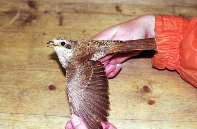 Ornis Norvegica 28: 68-117 Tornskate Lanius collurio er en sjelden fugl i Sør-Trøndelag. Denne ungfuglen ble fanget 28.9.2000 på Titran, Frøya, og utgjorde det andre funnet for lokaliteten.