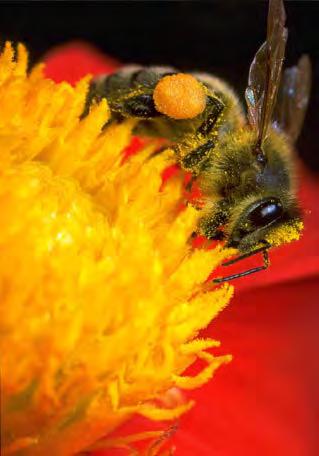 BILDENE I UTSTILLINGEN 1 Honningbie Honningbie (Apis mellifera) som sanker føde i en georgine (Dahlia pinnata), og bærer med seg en ladning pollen. Tøyen, Oslo. Biene er våre beste insektpollinatorer.