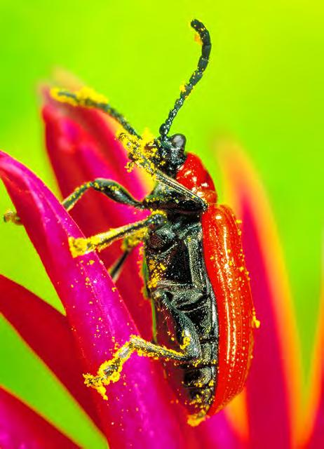 Fordi larvene trenger masse proteinrikt pollen, må biene oppsøke blomstene langt oftere enn andre insekter. I tillegg er de fleste biene dekket med en forgrening av hår for å bære pollen.