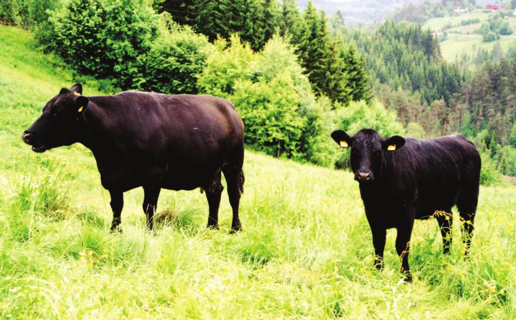 Årsmelding 2003 11 I 2003 var Fagsenteret med på tre bondeversjonskurs for nybegynnere rundt omkring i landet. Kursene er nyttige for å få innspill til programmet og gir mange kontakter.