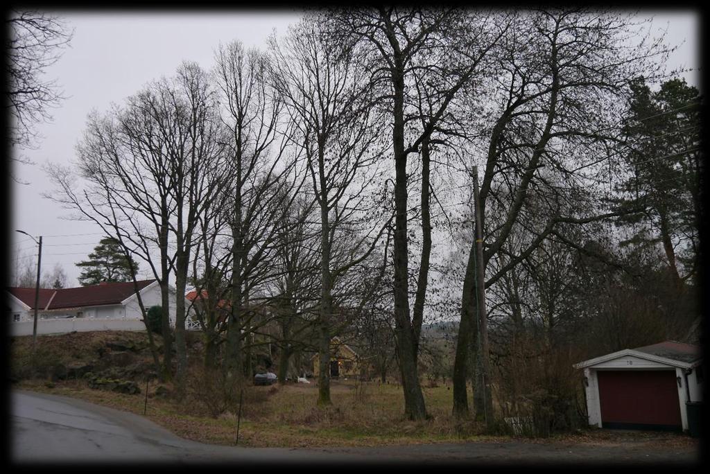 Kartlegging av naturverdier i Buskveien 10, Sandefjord