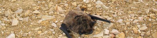 m. Pri vetrnici številka 10 sem našel truplo enega osebka Savijevega netopirja (Hypsugo savii).