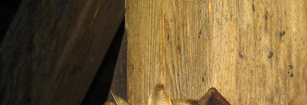 Glej, netopir! 3(1) 2 Vrsta z naslovnice NAVADNI NETOPIR (MYOTIS MYOTIS) Jana Mlakar Navadni netopirji so največji netopirji v Sloveniji, saj meri njihov razpon prhuti med 35 in 45 cm.