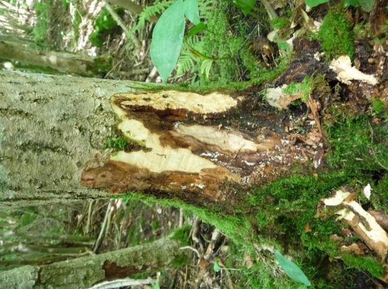 Norge Root collar infections caused by Hymenoscyphus fraxineus in ash trees Fraxinus excelsior in