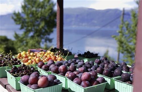 Markedet for jordbruksvarer Mange og små tilbydere Uelastisk etterspørsel Biologisk produksjon.