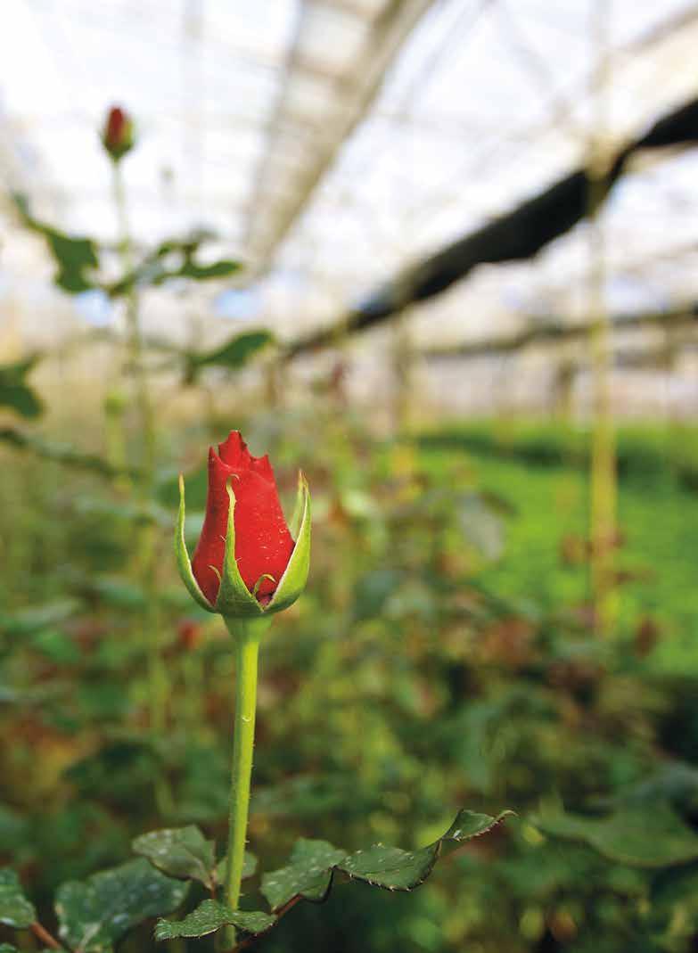 28 29 BLOMSTER BLOMSTER BAMAs blomstervirksomhet skjer gjennom flere kanaler: BAMA Blomster AS (dagligvare og servicehandel), BaRe Blomster AS (dagligvare) og BAMA Blomster Trading (innkjøp alle