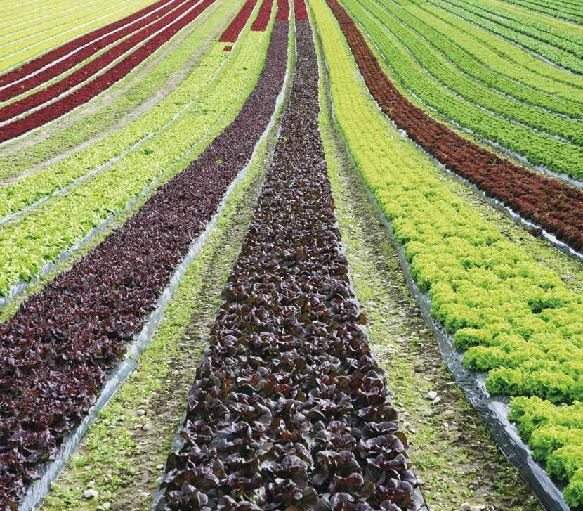 36 37 BAMA EIERSTYRING OG SELSKAPSLEDELSE 2016 er et ledende selskap og en toneangivende samfunnsaktør på fersk og ferskforedlet frukt, grønnsaker, poteter og blomster i Norge.