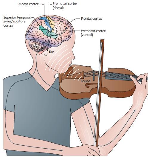 Hvordan musikken påvirker oss Nevrologisk og hormonelt, velværehormoner,
