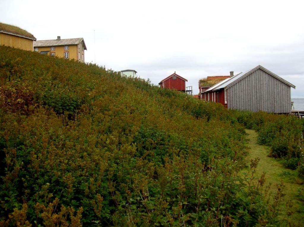 6.2 Hovedtrekk i vegetasjonen Vegetasjonstypen bergstrand dominerer strandsonen rundt hele øya. Stranda grenser mot beitet og fuglegjødslet eng.