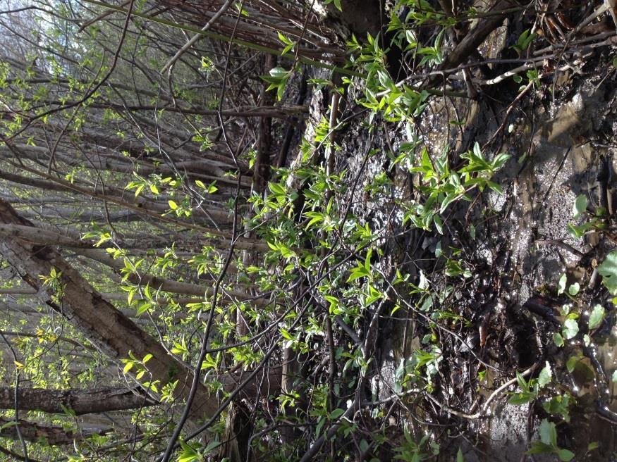 9 rikelig med selje (Salix caprea), svartvier (Salix myrsinifolia) og istervier (Salix pentandra).