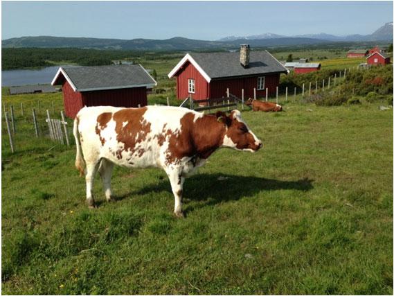 Målpris I de årlige jordbruksforhandlingene avtales det målpriser på ulike varer og varegrupper av jordbruksprodukter.