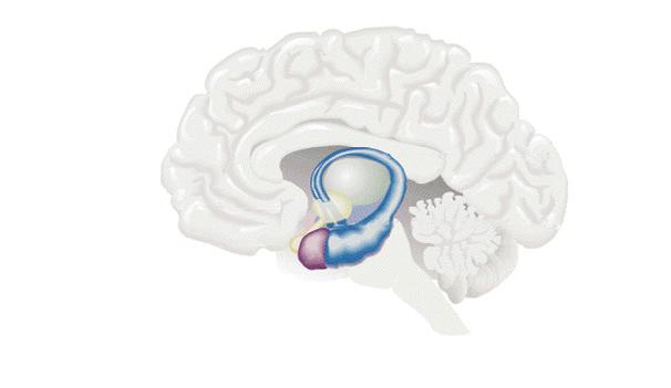 NOU 2012: 5 195 Vedlegg 2 Medial prefrontal cortex Hypothalamus Thalamus Hypofysen Orbitofrontal cortex Amygdala Hippocampus Cerebellum (Lillehjernen) Hjerne stammen Figur 2.