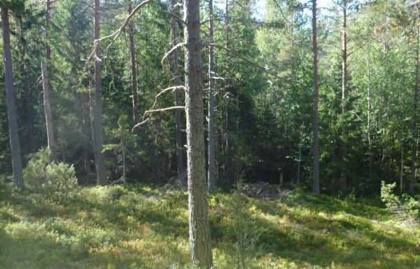 Fra parkeringsplassen og langs atkomstvegen i sørøstlig retning, etableres gang- og sykkelveg fram til grøntområde som skal kunne brukes til rekreasjon og være åpent for allmenheten.