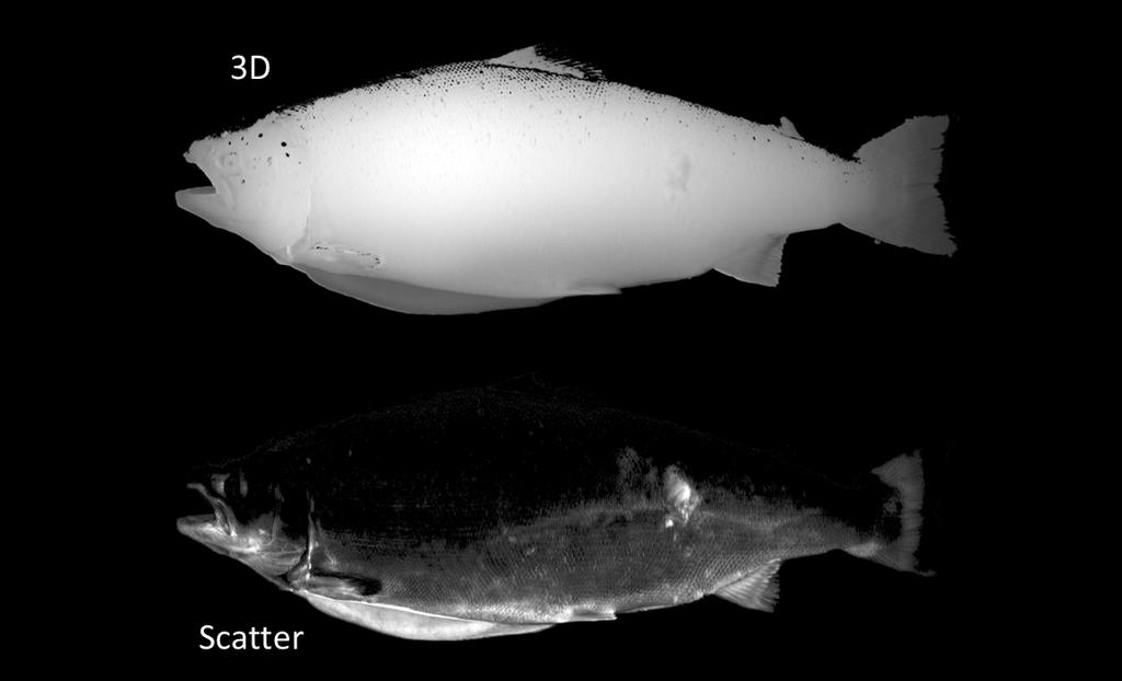 Figur 5-6; 3D-bilde øverst og et spredningsbilde som viser en tydelig kontrast i sår på overflaten av laksen. Bygging av laboratorierigg for 360 avbildning.