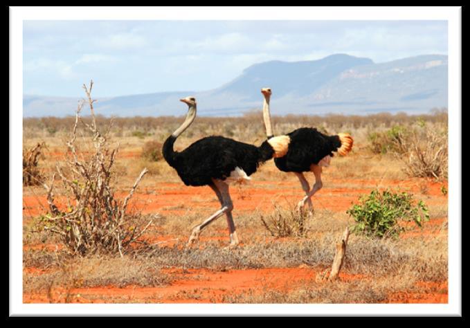 Bilene lastes opp og turen går til Tsavo East Nasjonalpark.