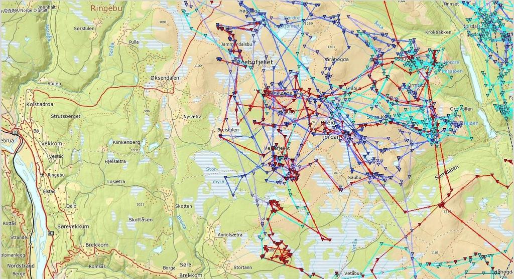 Ill: GPS-plott villrein fra www.dyreposisjoner.no, 01.06.-31.10. i 2014-2016 (sommer). Illustrasjonene over viser hvordan de GPS-merka simlene har brukt fjellområdet øst for Skotten i 2014-2016.